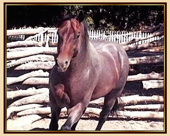 Cee Redonita - Quarter Horse Stallion